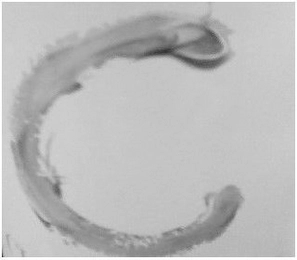 C Trademark Image